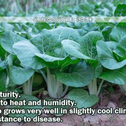 Dark-leaf-Pak-Choy-Canton-Bok-Choy-detail-3