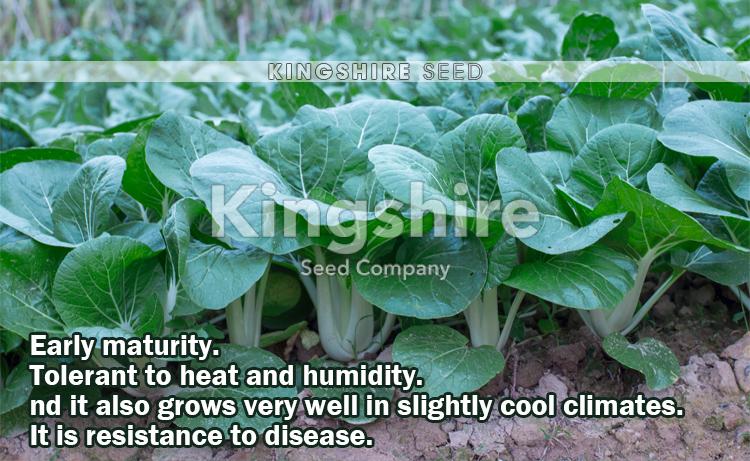 Dark-leaf-Pak-Choy-Canton-Bok-Choy-detail-3