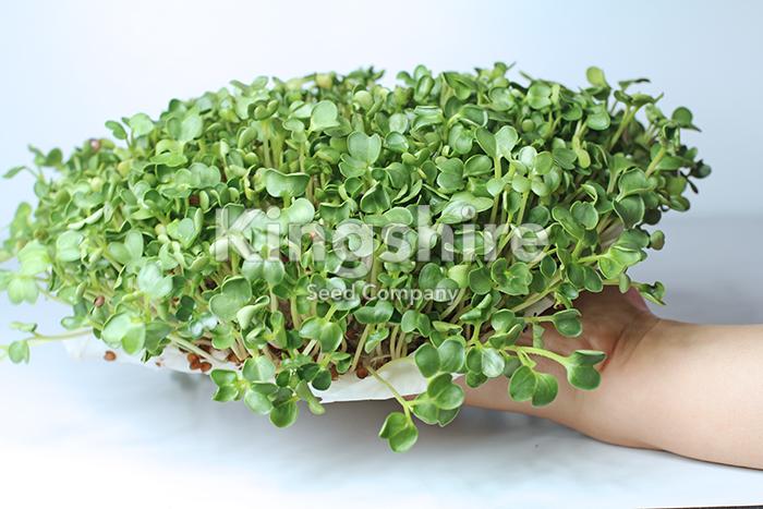 Sprout Radish Seeds