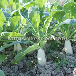 Health Benefits of Daikon