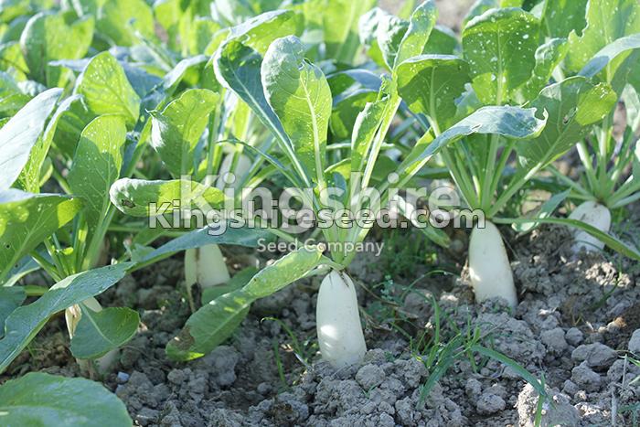 Health Benefits of Daikon