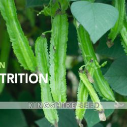 Asparagus pea, Goa bean, Four-angled bean, Manila bean, Princess bean, dragon bean.