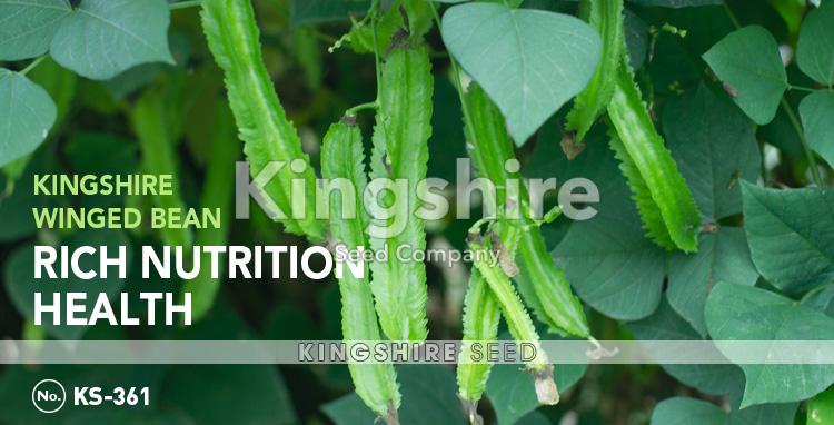 Asparagus pea, Goa bean, Four-angled bean, Manila bean, Princess bean, dragon bean.