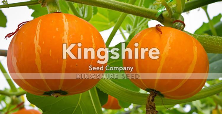 Sweet Round Orange Hybrid Pumpkin Seed