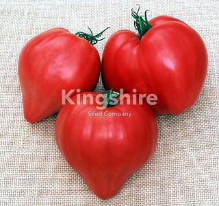 OX heart tomato