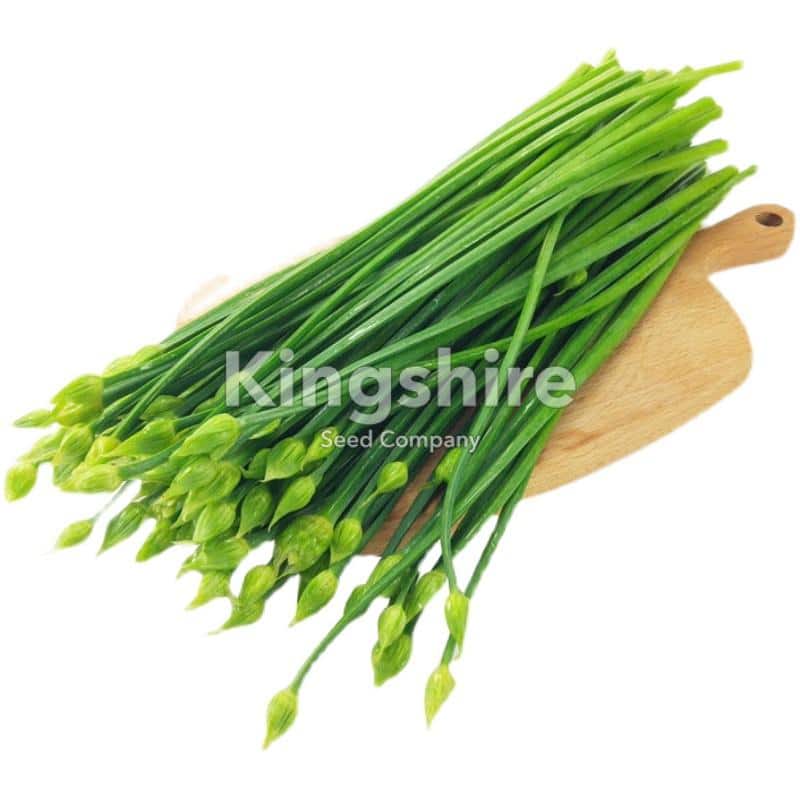 CHINESE CHIVES – Flowering