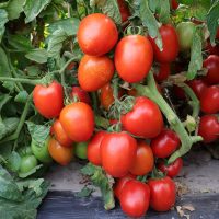 Determinate Saladetee Tomato