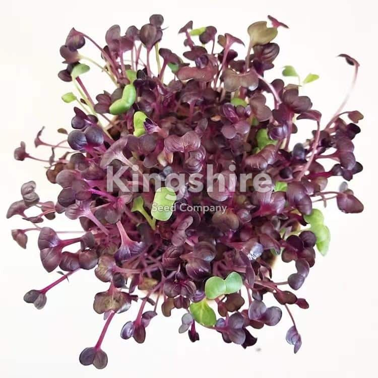 Radish, Purple Stem(microgreens)