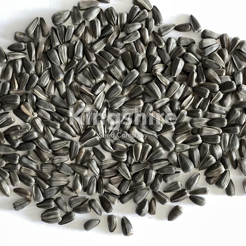 Black Oil Sunflower Seeds – Small Seeded – Microgreens Seeds