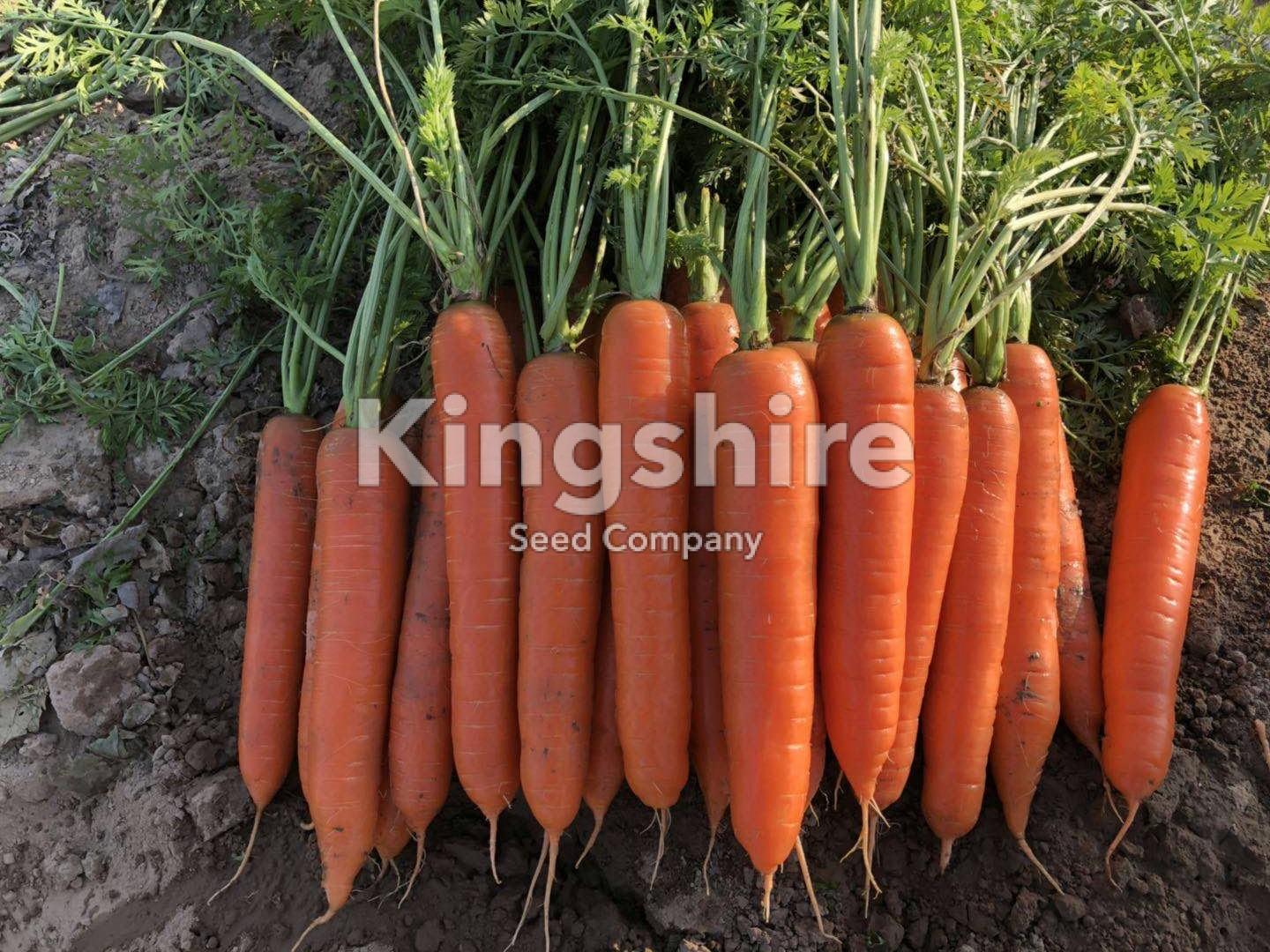 Hybrid Carrot Nantes KS-CN415
