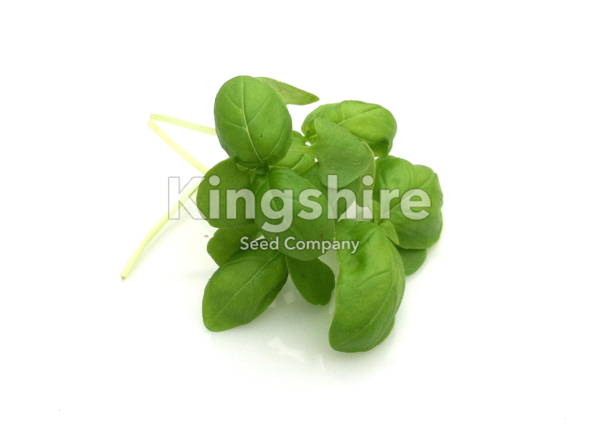 Microgreen Basil
